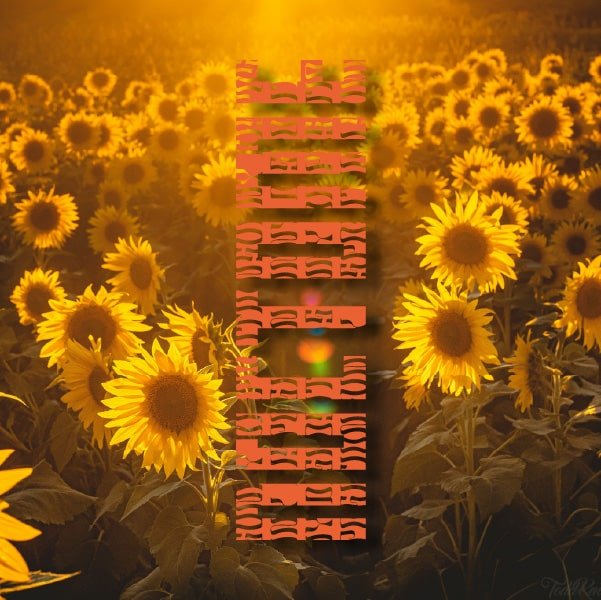 Sunny Noctome logo on a background of sunflowers, sun/light from behind.